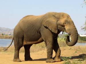 18may15 - drive - elephant eating 3