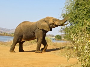 18may15 - drive - elephant eating
