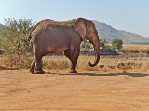 18may15 - drive - elephant first