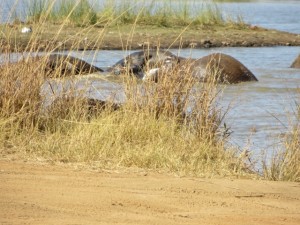 18may15 - drive - elephant in water