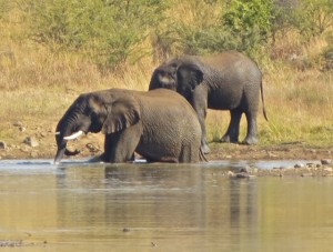 18may15 - drive - elephants 2 in water