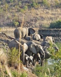 18may15 - drive - elephants herd