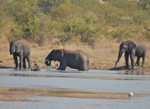 18may15 - drive - elephants near water