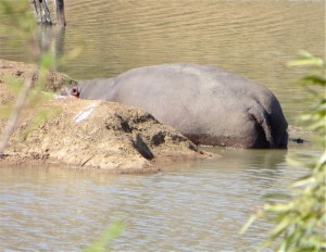 18may15 - drive - hippo