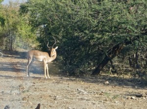 18may15 - drive - impala first