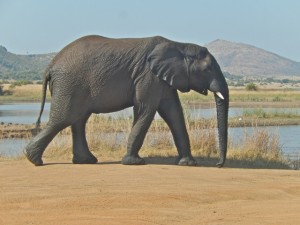 18may15 - drive - wet elephant 2