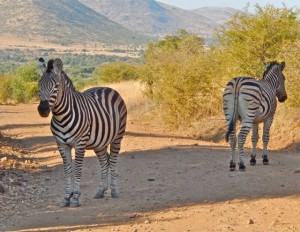 18may15 - drive - zebra back to back