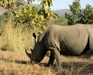 June2015 - Kruger - First Rhino