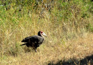 June2015 - Kruger - Large red head long beak bird