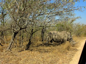 June2015 - Kruger - Rhino crossing road