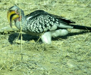 June2015 - Kruger - Yellow Beak Bird