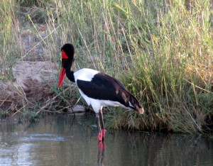 June2015 - Kruger - red beak bird