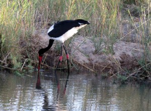 June2015 - Kruger - Red Beak Bird Fishing 2