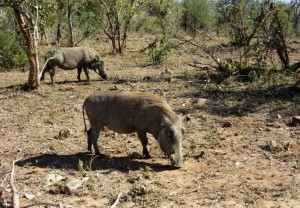 June2015 - Kruger - Warthog 2