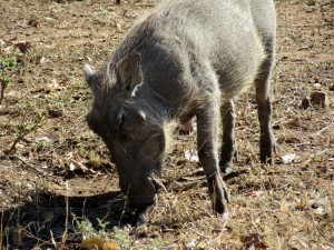 June2015 - Kruger - Warthog close up