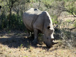 June2015 - Kruger - Rhino eating