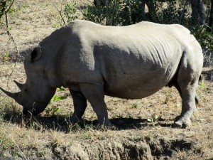 June2015 - Kruger - full sixe rhino