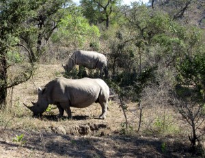 June2015 - Kruger - rhinos pair