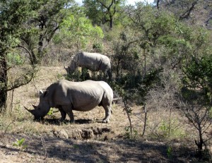 June2015 - Kruger - rhinos pair