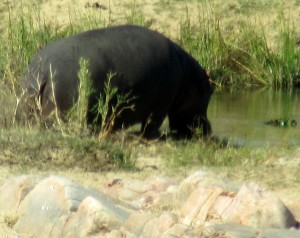 June2015 - Kruger - hippo going into water