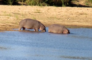 June2015 - Kruger - hippos from tent