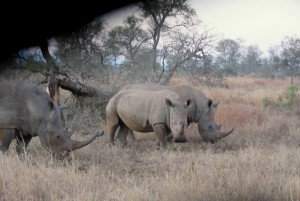 June2015 - Kruger - 3 Rhinos
