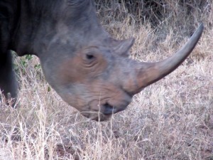 June2015 - Kruger - Rhino Head and Horn