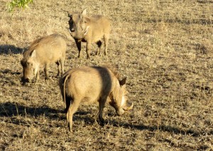 June2015 - Kruger - 3 Warthogs