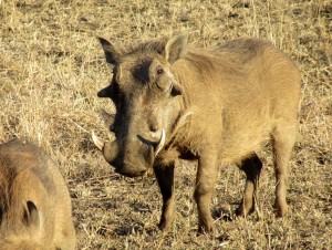 June2015 - Kruger - Warthog = good