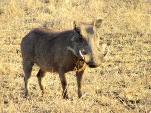 June2015 - Kruger - Warthog