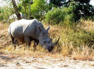 15June15 -Kruger Trip - White Rhino