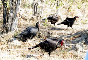 15June15 -Kruger Trip - Birds - Black with Red