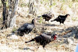 15June15 -Kruger Trip - Birds - Black with Red