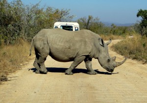 15June15 -Kruger Trip - Rhino Crossing Road