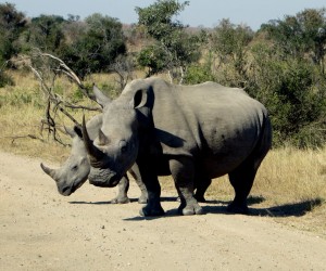 15June15 -Kruger Trip - 2 Rhinos on Road