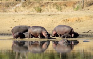 June2015 - Kruger - Hippo Pod