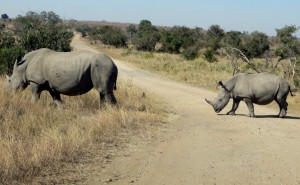 15June15 -Kruger Trip - Mom and Young Rhino