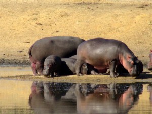 June2015 - Kruger - Hippos