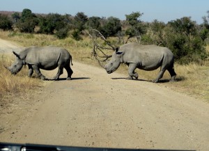 15June15 -Kruger Trip - Young and Old Rhino