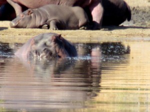 June2015 - Kruger - Baby Hippo -