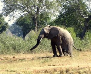 15June15 -Kruger Trip - Elephant Taking a Dump