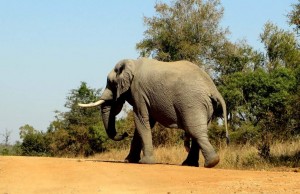 15June15 -Kruger Trip - Elephant