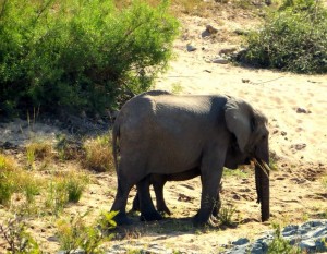 15June15 -Kruger Trip - Elephant on Sand