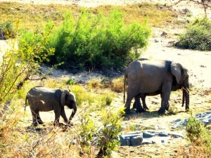 15June15 -Kruger Trip - Little and Big Elephant
