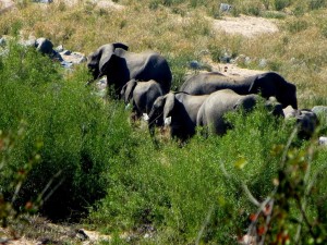 15June15 -Kruger Trip - Elephant Herd