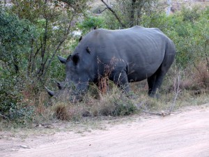 15June15 -Kruger Trip - Rhino along Road