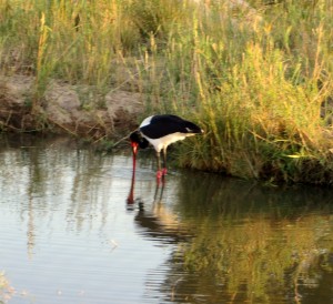 15June15 -Kruger Trip - Big Bird with Orange Beak Feeding