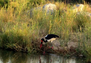 15June15 -Kruger Trip - Big Bird with Orange Beak Looking for Food