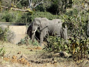 15June15 -Kruger Trip - Elephant at Cistren