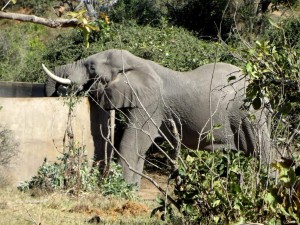 15June15 -Kruger Trip - Elephant Drinking from Cistren
